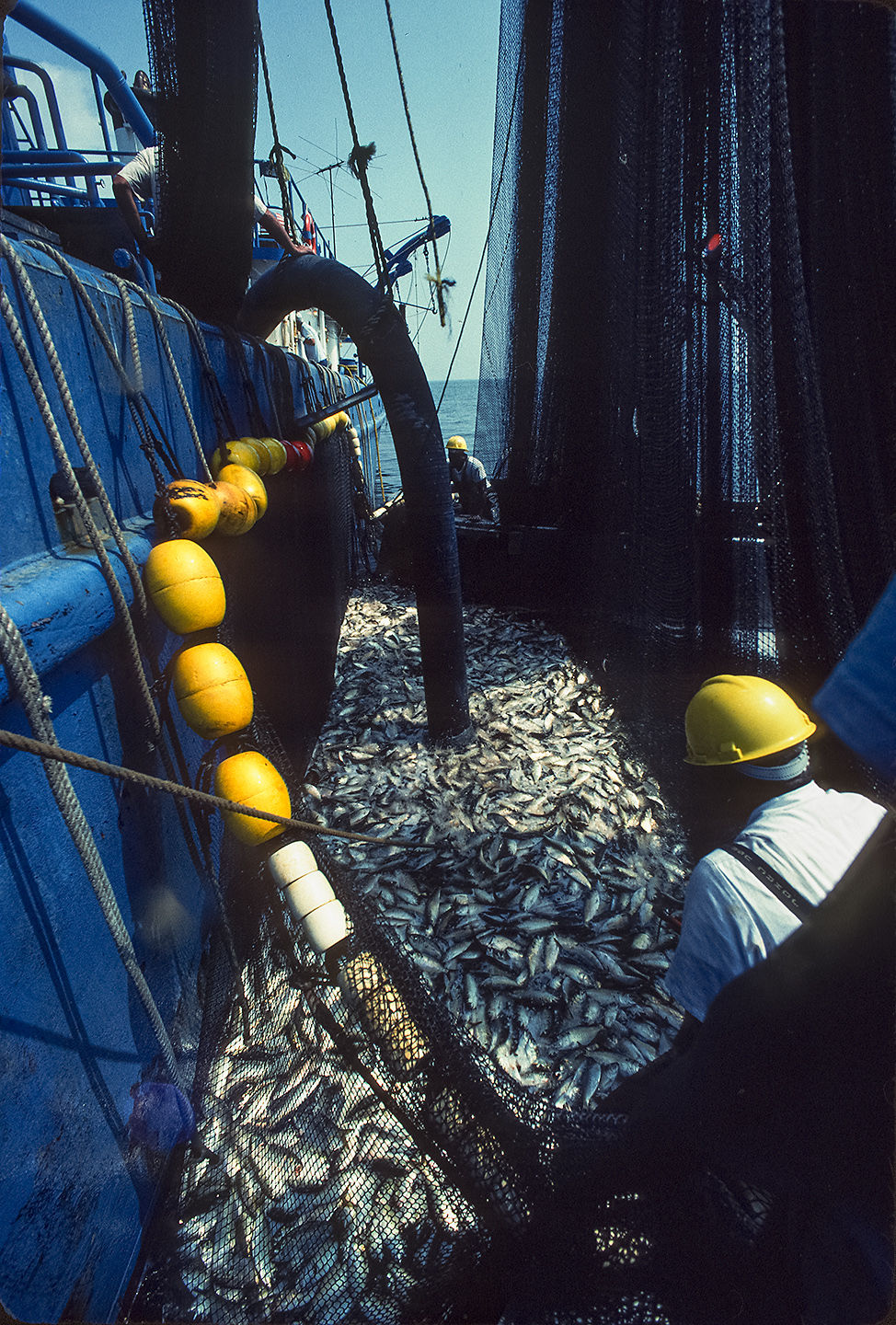 Harvesting menhaden